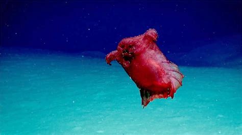Rarely seen 'headless chicken monster' — actually a sea .